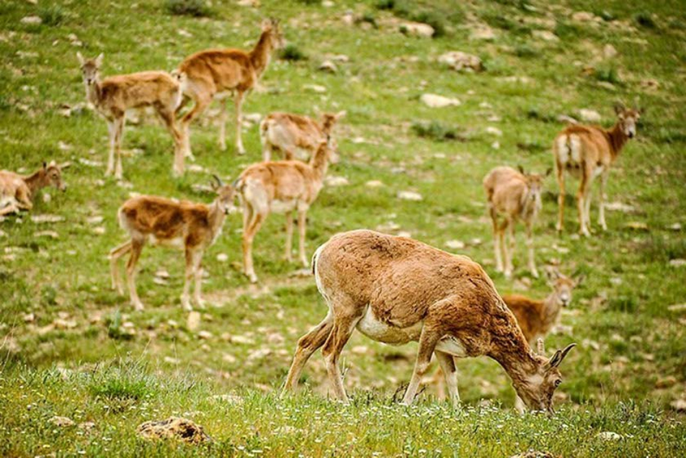 بیجار