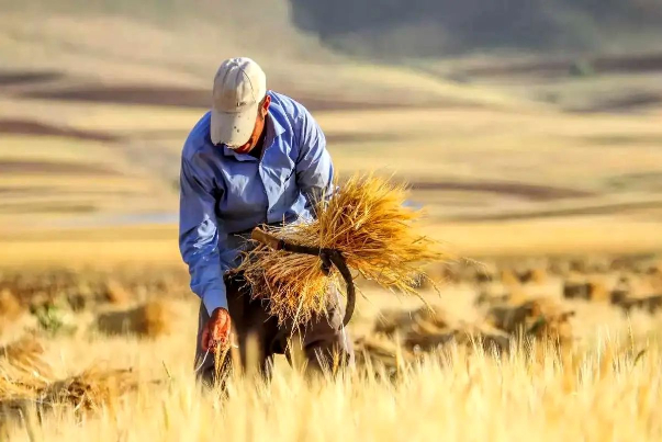 گندمکاران
