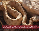 لحظه شکار پرنده و بلعیدن آن توسط افعی شاخدار ایرانی در پارک ملی کویر