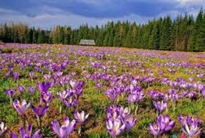 مزارع زعفران شناسنامه‌دار می‌شوند؛ جزئیات