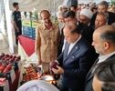 تولید سیب ایران در آستانه ثبت رکورد؛ صادرات یک میلیون تنی در راه است