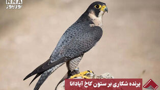 نورنما | پرنده شکاری بر ستون کاخ آپادانا