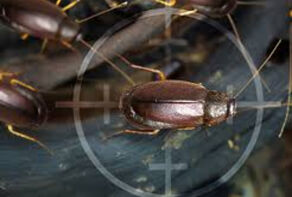سوسک‌های خانه عامل بروز آلرژی ها