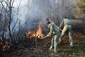 عامل انسانی در آتش‌سوزی جنگل الیت مازندران قطعی شد