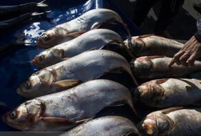 Развитие морской экономики с целью производства 2,6 млн тонн продукции водного промысла