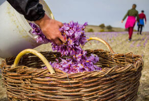 سفر رئیس بانک مرکزی به قطر و حمایت از بزرگترین قرارداد تجاری زعفران جهان