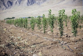 خیز چهار ساله برای ایران جنگلی