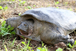 Iran Oil Ministry, Environment Department team up to preserve rare turtle