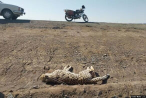 یک قلاده پلنگ در شیراز در برخورد با خودرو تلف شد