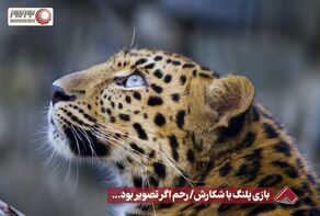 نورنما | بازی پلنگ با شکارش / رحم اگر تصویر بود... +فیلم