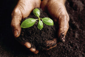 Iran joins FAO's Global Soil Doctors Programme