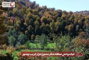 نورنما | حیات وحش منطقه شکار ممنوع هزار جریب بهشهر +فیلم