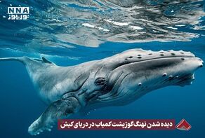 نورنما | دیده شدن نهنگ گوژپشت کمیاب در دریای کیش +فیلم
