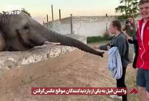 نورنما | واکنش فیل به یکی از بازدید کنندگان موقع عکس گرفتن +فیلم