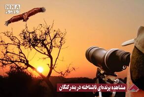 نورنما | مشاهده پرنده ای ناشناخته در بندر کنگان +فیلم