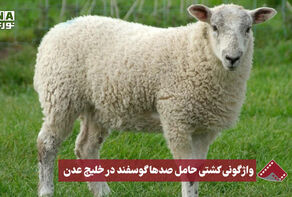 نورنما | واژگونی کشتی حمل صدها گوسفنددر خلیج عدن