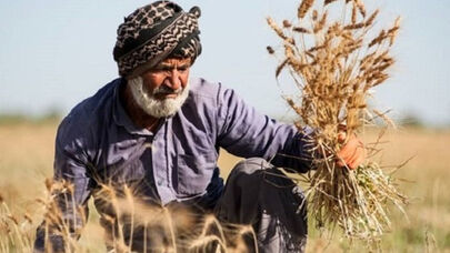 پرداخت نیمی از مطالبات گندم‌کاران آغاز شد +فیلم