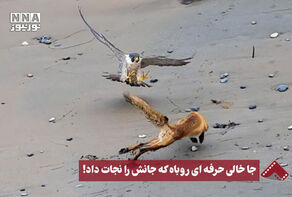 نورنما | جا خالی حرفه‌ای روباه که جانش را نجات داد!