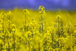 Iran sets decade-long plan to raise oilseed self-sufficiency