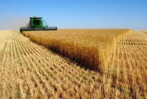 Wheat production expected to reach 13m tons this year