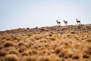Iran’s Qamishloo-Dalankouh added to UNESCO Biosphere Reserve Network