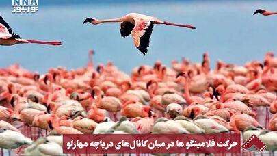 نورنما | حرکت فلامینگو ها در میان کانال های دریاچه مهارلو