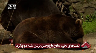 نورنما | بمب های یخی، سلاح باغ وحش برلین علیه موج گرما