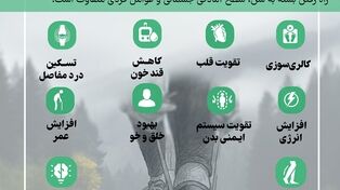 نوراینفو | فواید شگفت انگیز پیاده روی