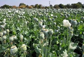 پشت‌پرده تغییر الگوی قاچاق مواد مخدر؛ از خشخاش تا شیشه