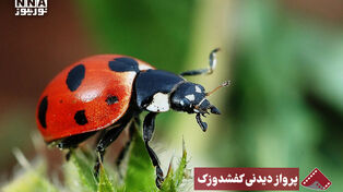 نورنما | پرواز دیدنی کفشدوزک