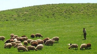 دام روی دست دامداران ماند؛ چرا گوشت قرمز همچنان گران می‌شود؟