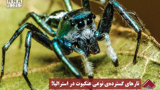 نورنما | تارهای گسترده ی نوعی عنکبوت در استرالیا !