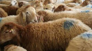 68 میلیون رأس دام سبک در کشور؛ پاییز با وفور دام و عرضه بیشتر آغاز می‌شود