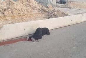 شهيدة برصاص الاحتلال قرب حاجز قلنديا شمال القدس