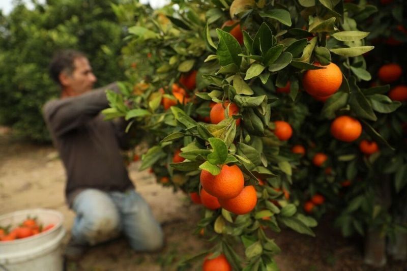 قیمت نارنگی و مرکبات مازندران تعیین شد