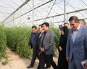 تأکید دولت بر اشتغال پایدار و ماندگاری جمعیت در روستاها
