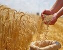 تحول در پرداخت خسارت گندم؛ کشاورزان سریع‌تر غرامت می‌گیرند