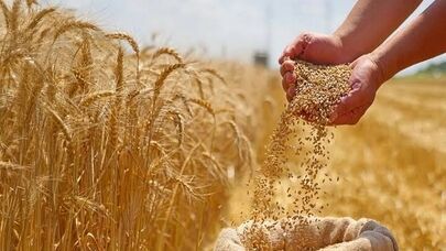 تحول در پرداخت خسارت گندم؛ کشاورزان سریع‌تر غرامت می‌گیرند