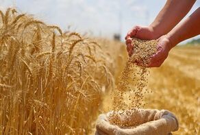 تحول در پرداخت خسارت گندم؛ کشاورزان سریع‌تر غرامت می‌گیرند