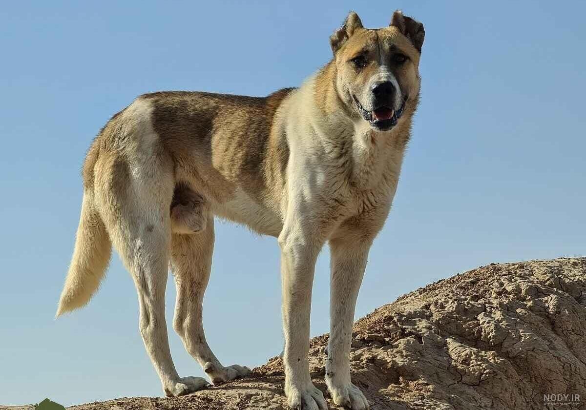 هشدار درباره سگ‌های بلاصاحب و هاری؛ آمار حیوان‌گزیدگی در ایران رو به افزایش است