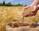 تسویه کامل با گندمکاران تا یک هفته دیگر