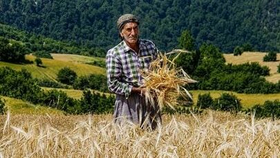 مطالبات گندمکاران تا پایان هفته تسویه می‌شود؛ جزئیات پرداخت‌ها