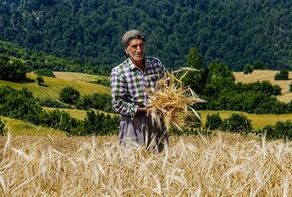 مطالبات گندمکاران تا پایان هفته تسویه می‌شود؛ جزئیات پرداخت‌ها