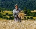 مطالبات گندمکاران تا پایان هفته تسویه می‌شود؛ جزئیات پرداخت‌ها