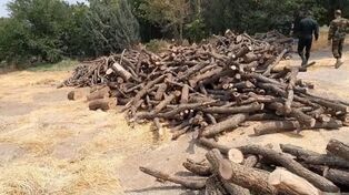 هشدار رئیس کل دادگستری مازندران درباره قاچاق چوب و قطع غیرمجاز درختان