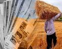 خبر خوش برای گندمکاران؛ مطالبات تا پایان هفته پرداخت می‌شود