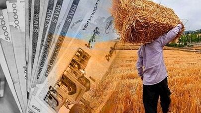 خبر خوش برای گندمکاران؛ مطالبات تا پایان هفته پرداخت می‌شود