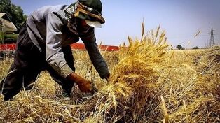 هواشناسی: کشاورزان در برداشت محصولات آسیب‌پذیر شتاب کنند