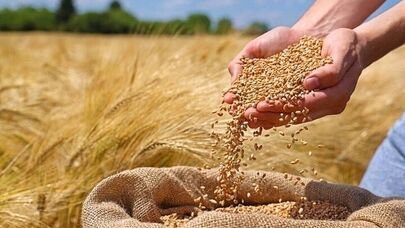 آخرین خبر از مطالبات گندم‌کاران؛ چرا پول کشاورزان هنوز واریز نشده است؟